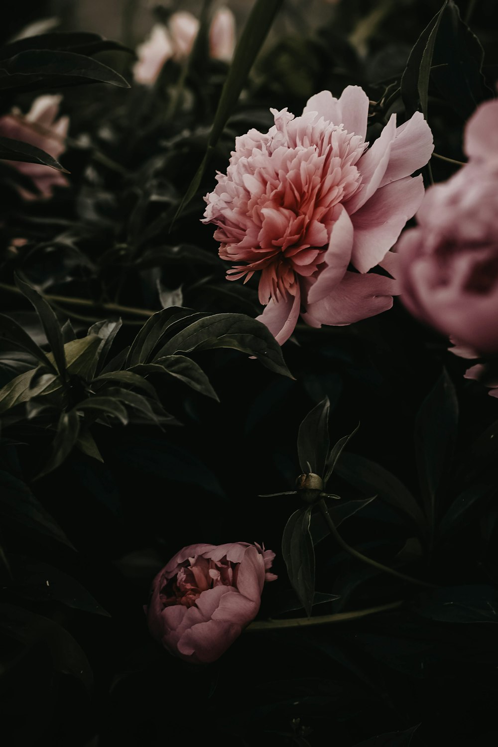 pink flower with green leaves