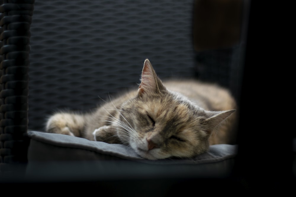 brown tabby cat lying on black textile