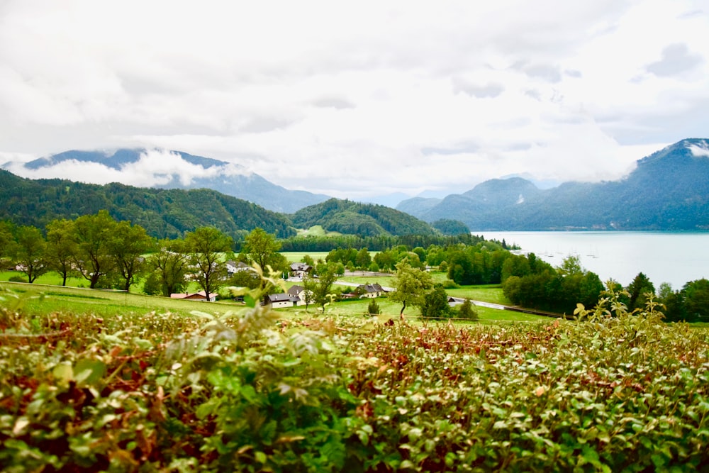 red flowers near green grass field and body of water during daytime