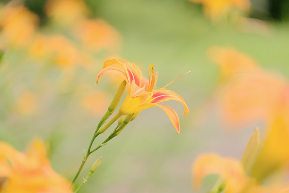 orange and yellow flower in tilt shift lens