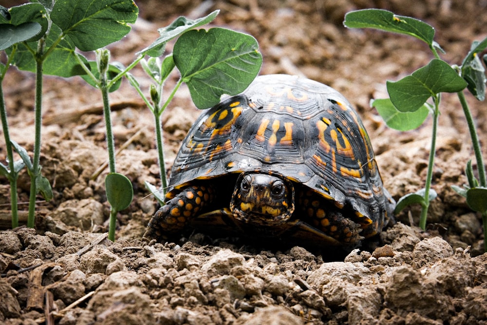 black and brown turtle on brown soil