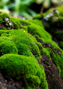 green moss on black rock