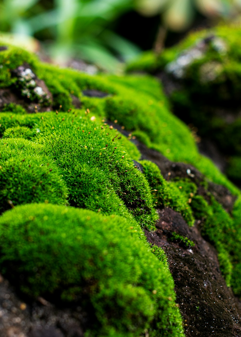 green moss on black rock