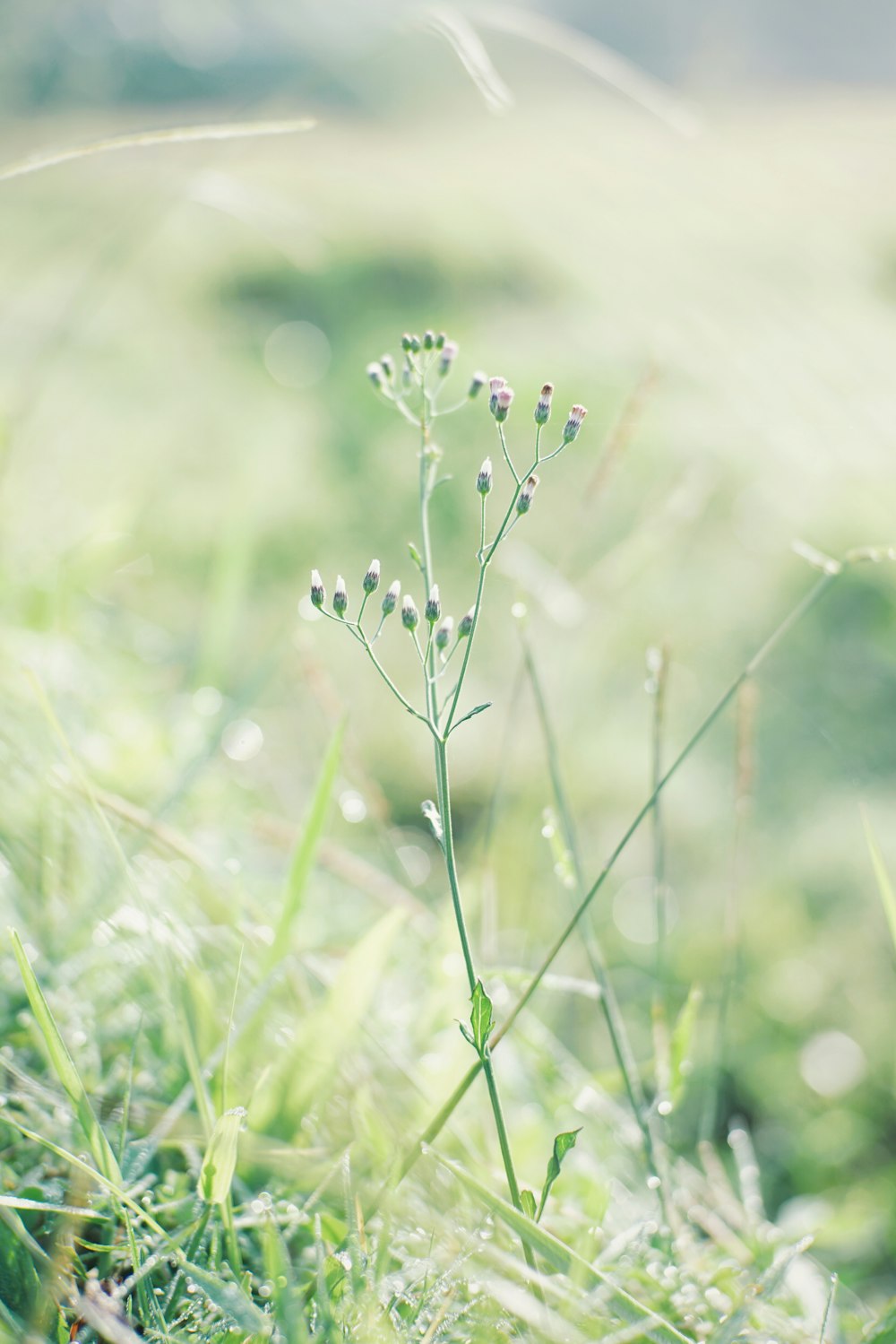 white flowers on green grass during daytime