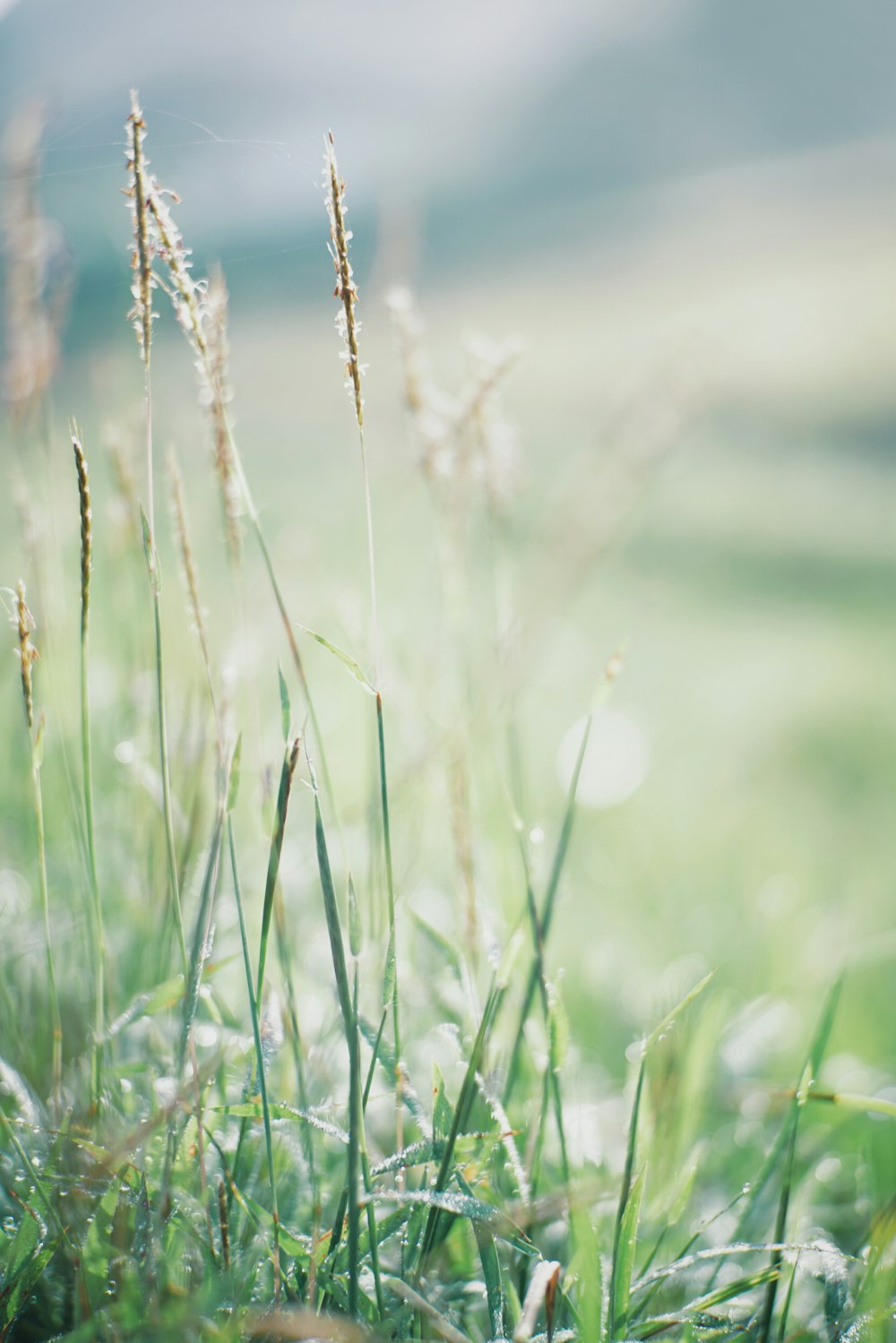 green grass field during daytime