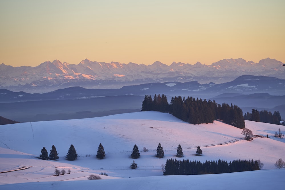 green pine trees on snow covered ground during daytime