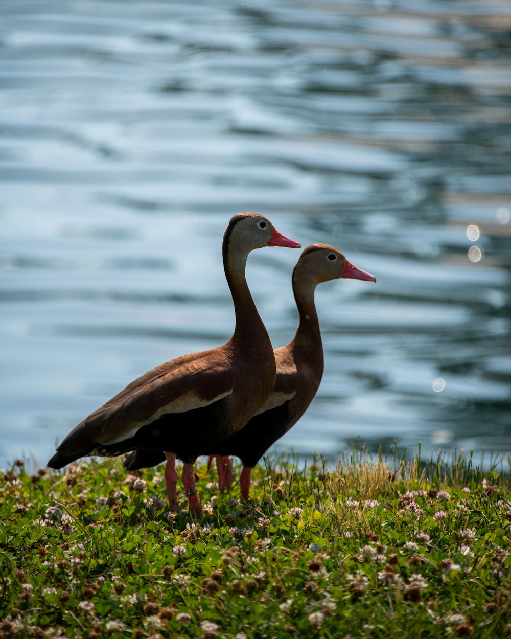 brown duck on green grass near body of water during daytime