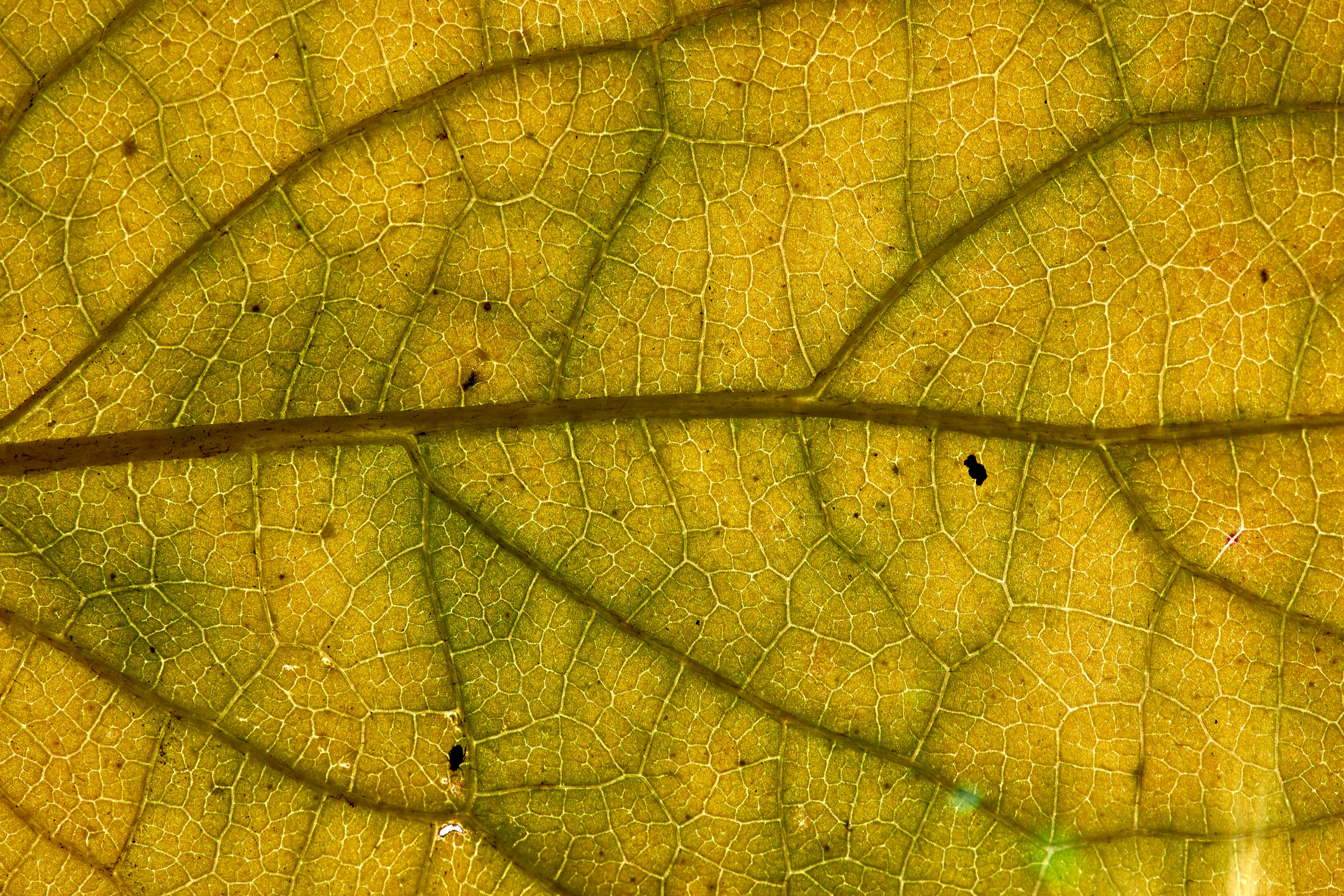 Photo by wolfgang_hasselmann