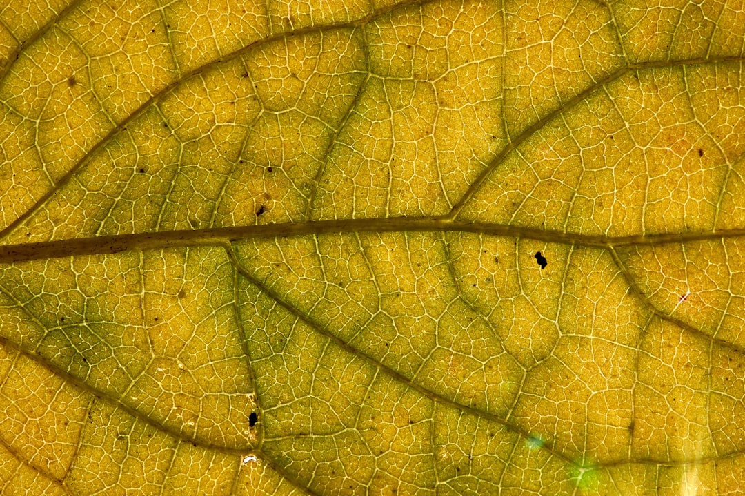 green leaf in close up photography