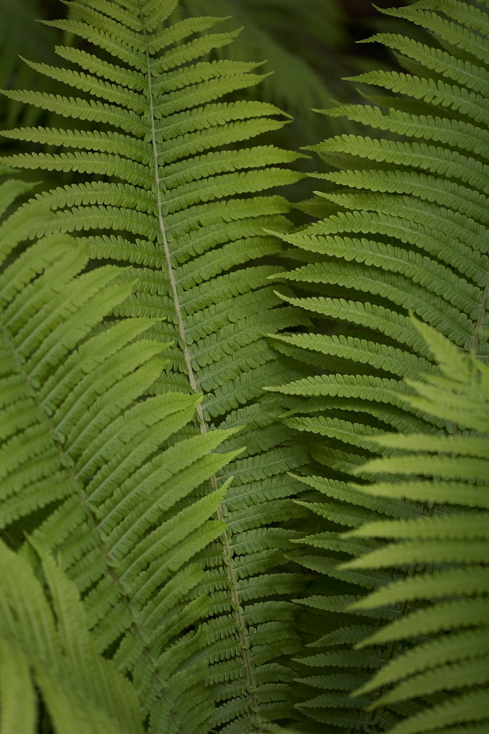 green fern plant in close up photography