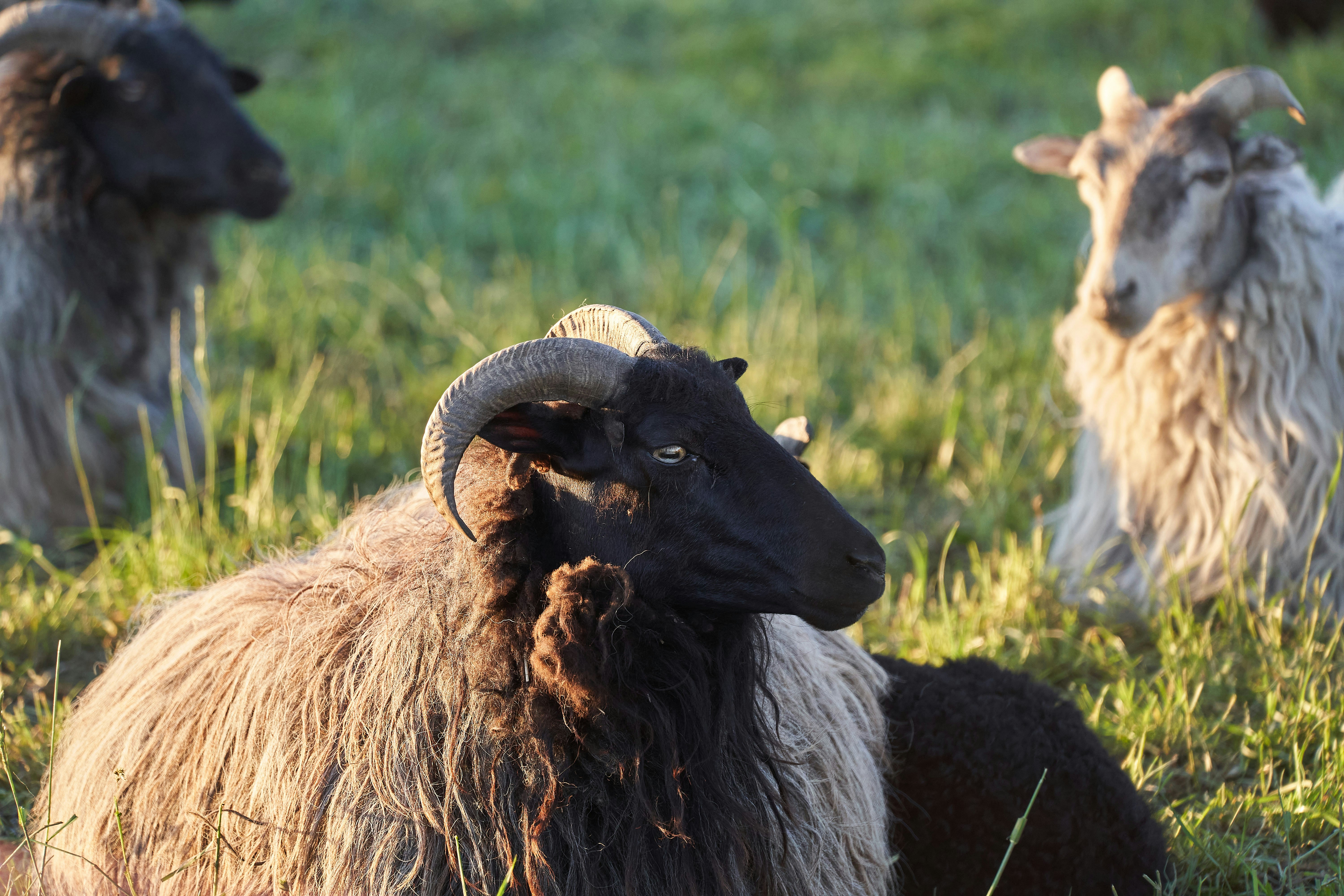 Photo by wolfgang_hasselmann