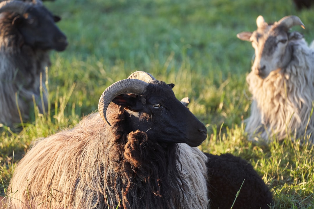 brown and white sheep on green grass field during daytime