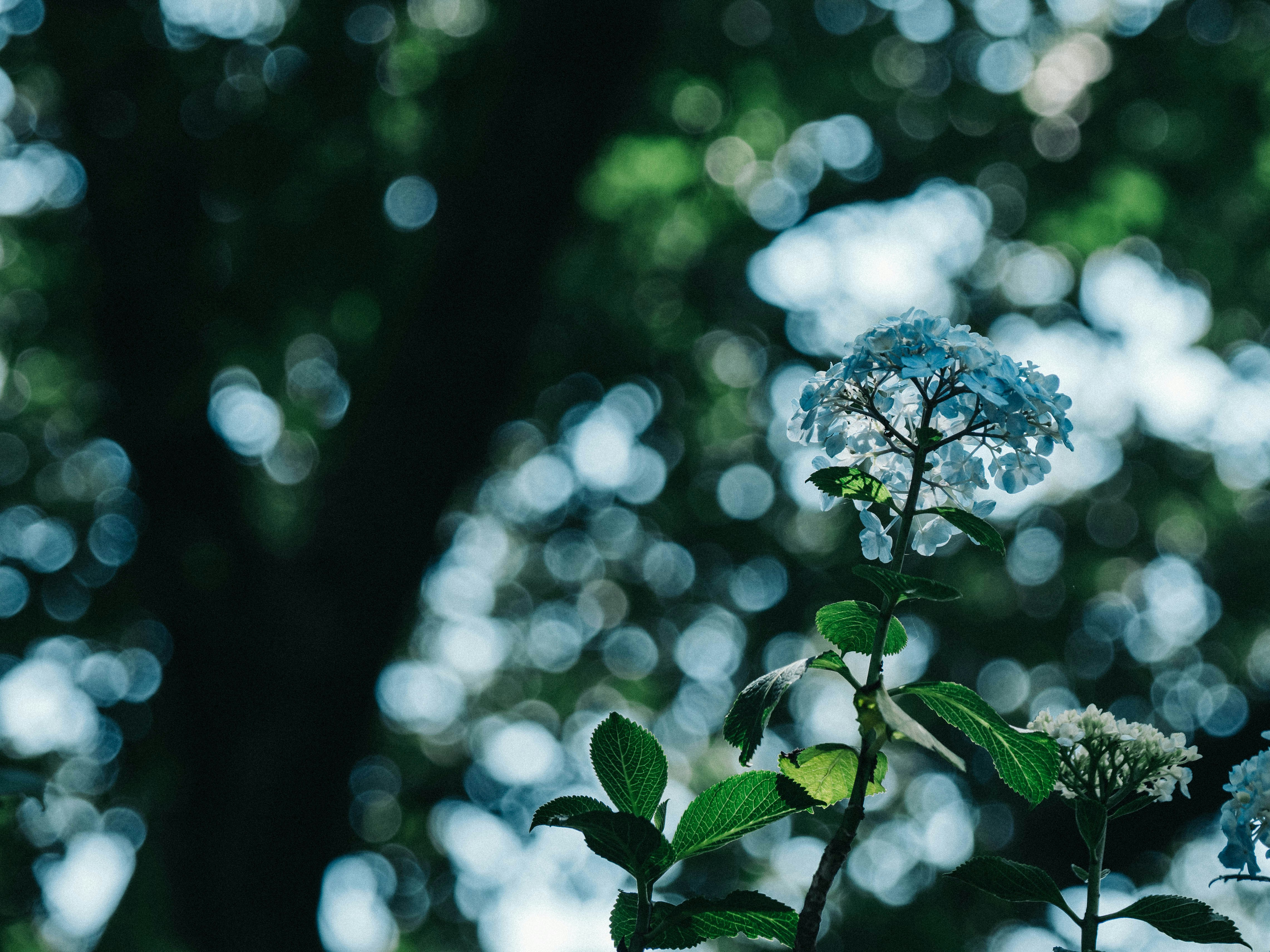 チルトシフトレンズの青い花