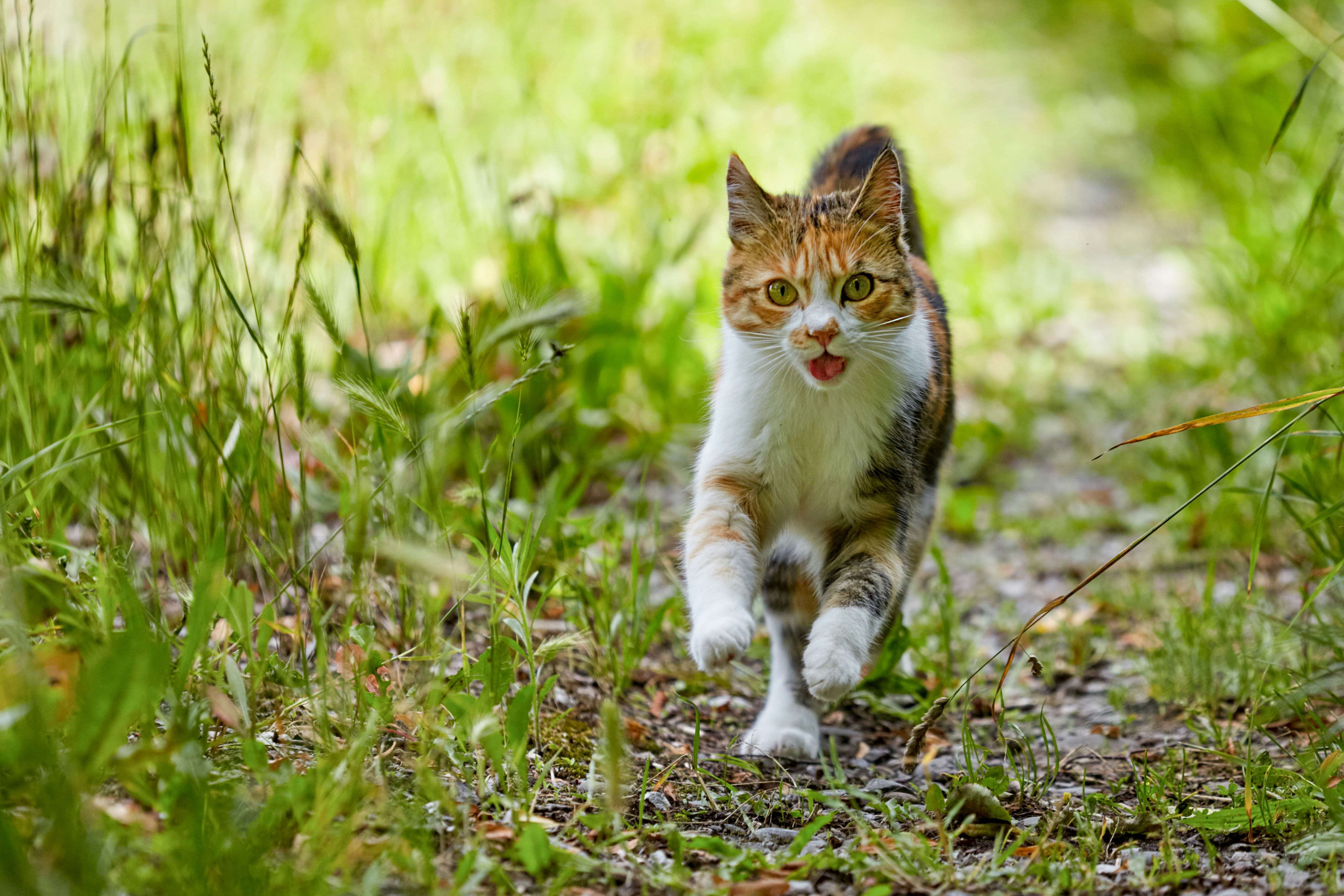 昼間の緑の芝生の上の白茶色と黒猫の写真 Unsplashで見つけるアリコンの無料写真