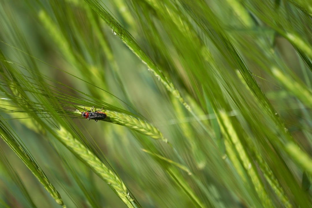black and yellow dragonfly perched on green grass