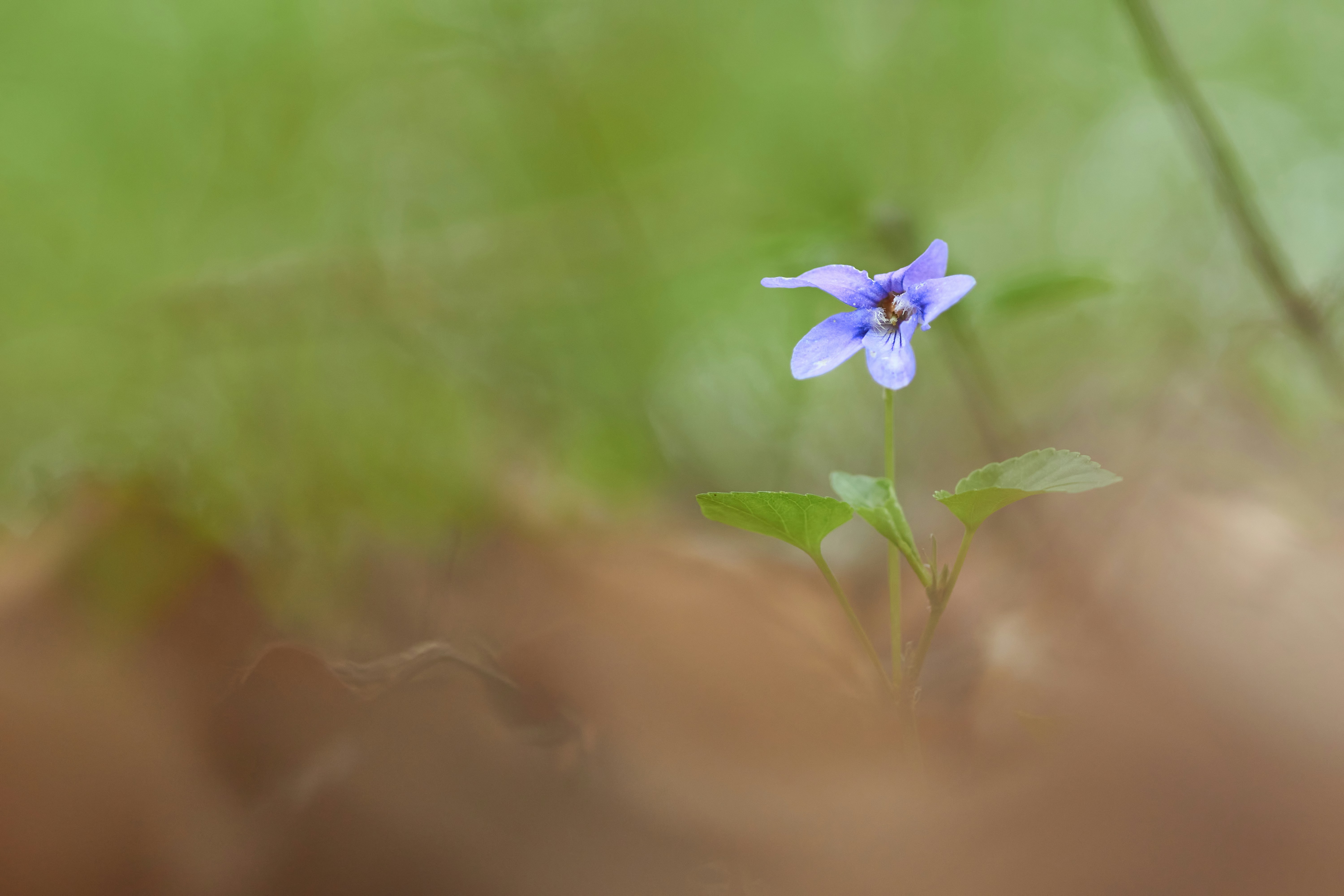 Photo by wolfgang_hasselmann