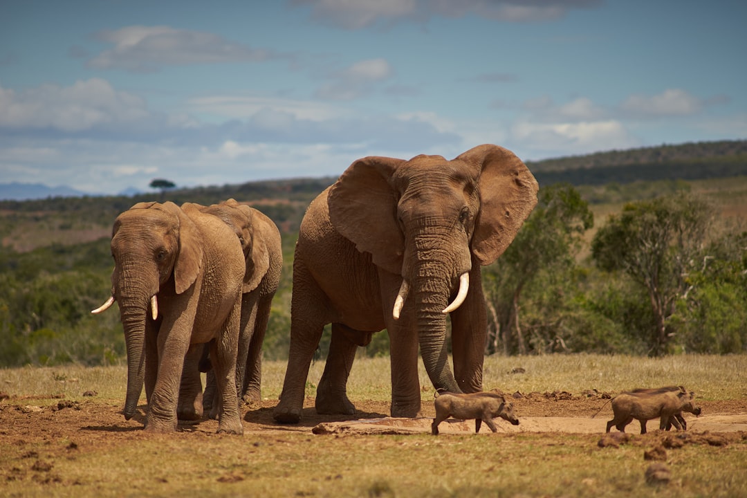 three elephants walking on brown field during daytime