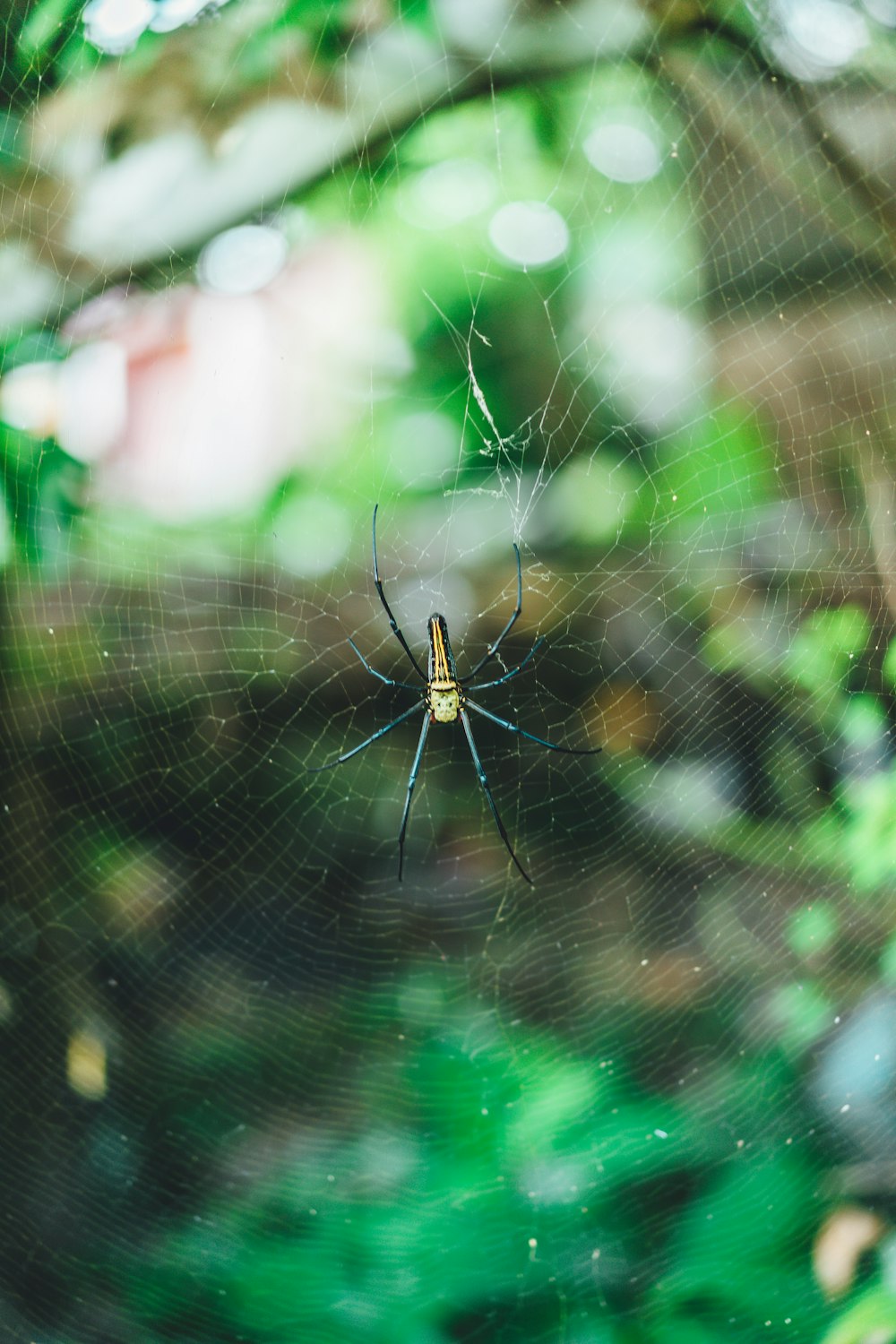 black and yellow spider on web in close up photography during daytime