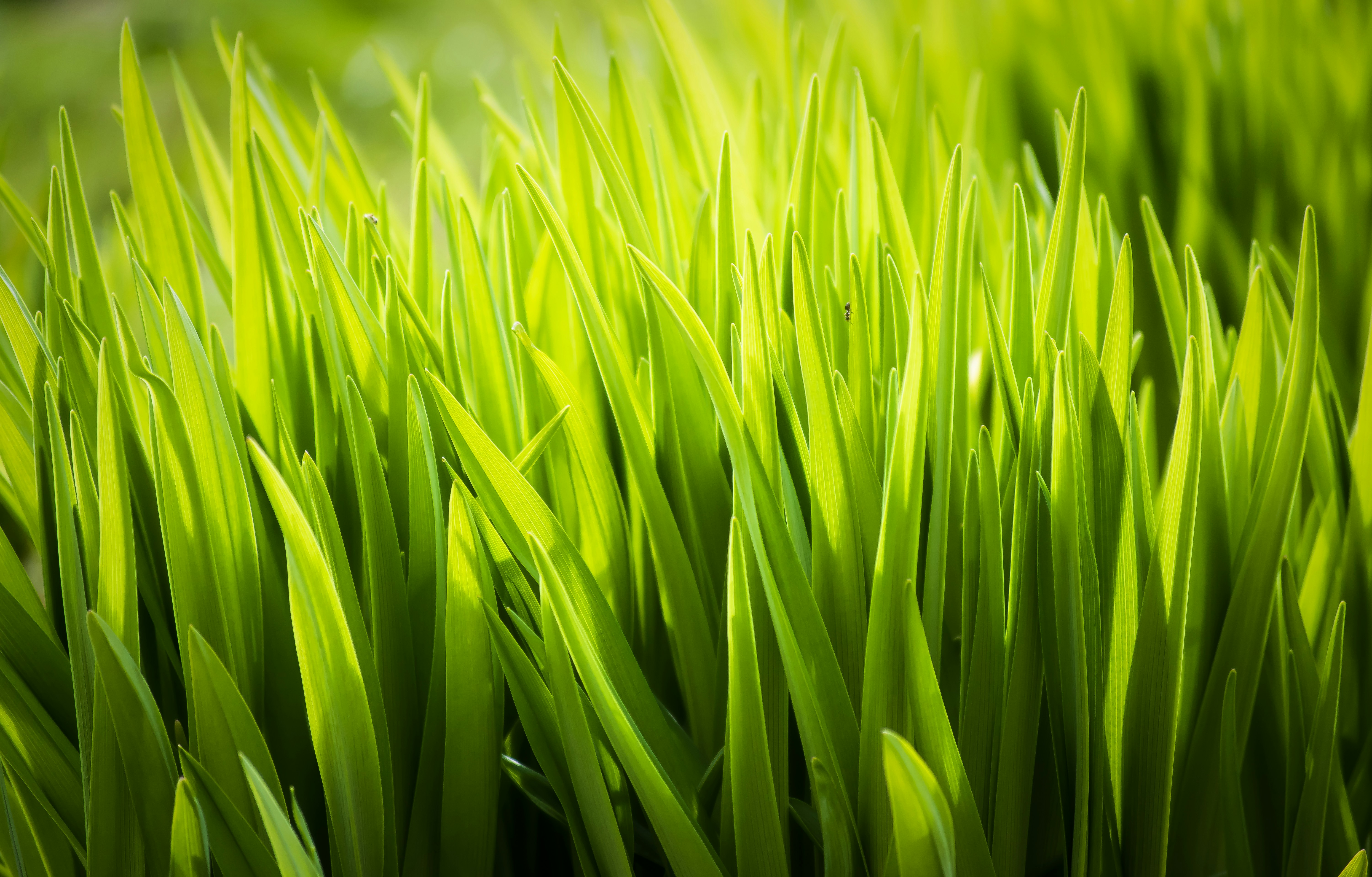 Artificial Grass