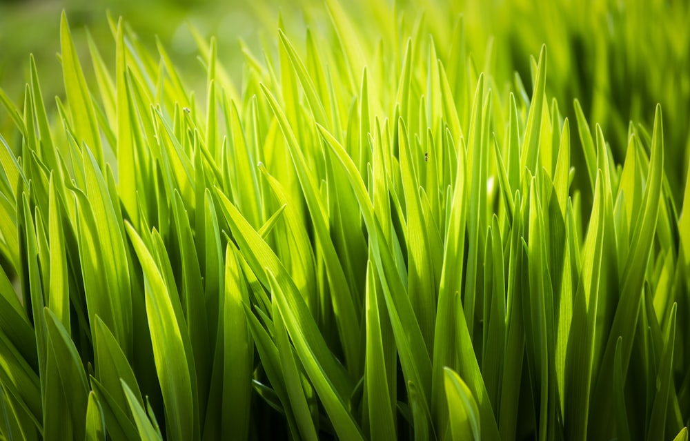 green grass in close up photography