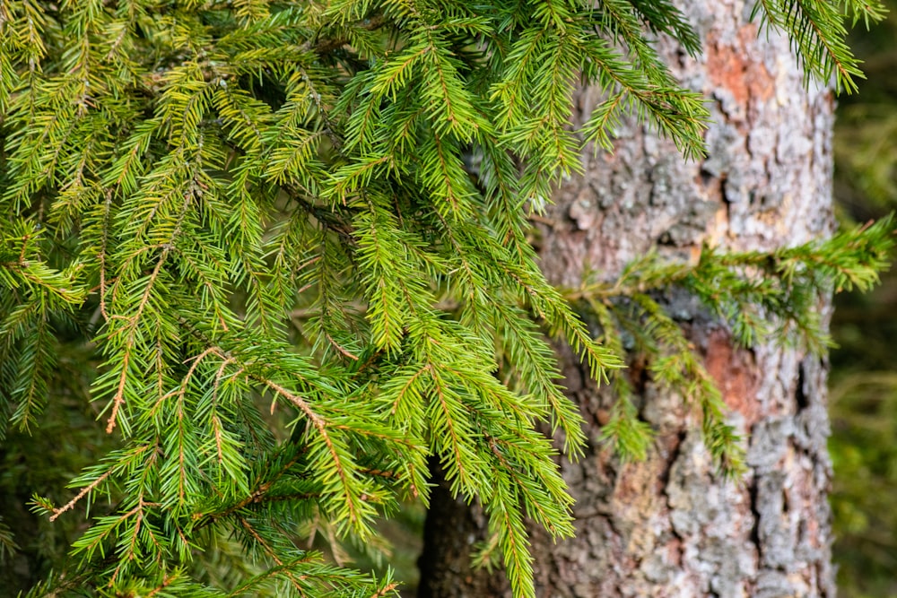 foglie di pino verde in primo piano fotografia