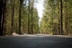 gray asphalt road between green trees during daytime