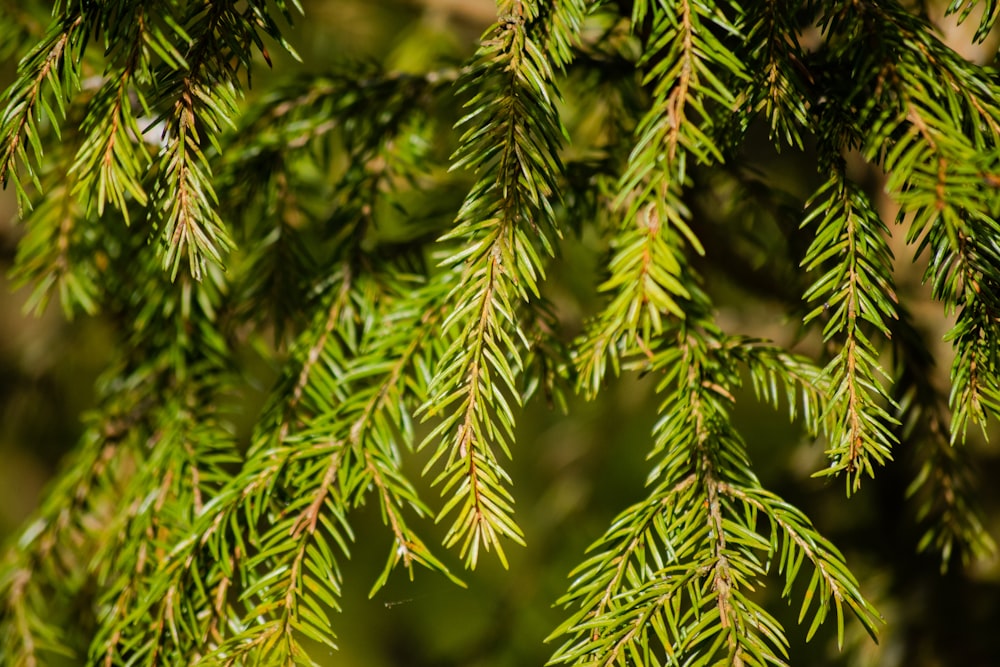 green pine tree in close up photography