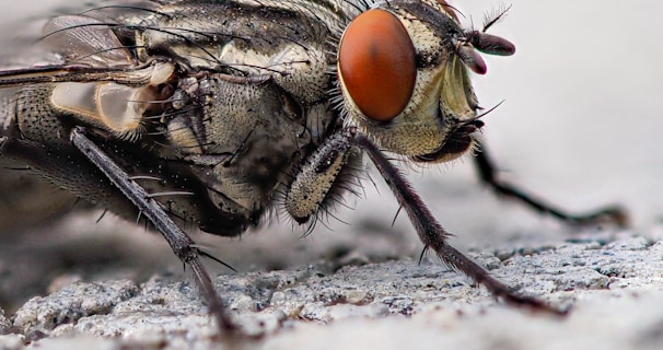 Fly Control Is The Most Common Pest Control Service by NE Region Pest Control