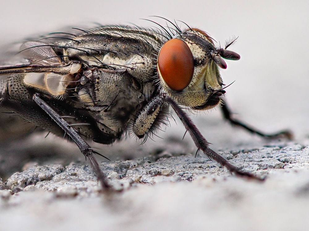 白い布地に黒と茶色のハエ