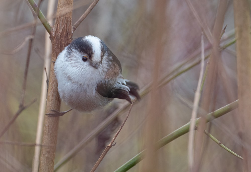 white and black bird on brown tree branch during daytime