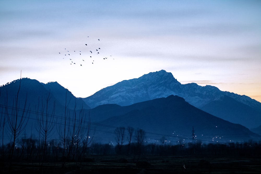 birds flying over the trees and mountains during daytime