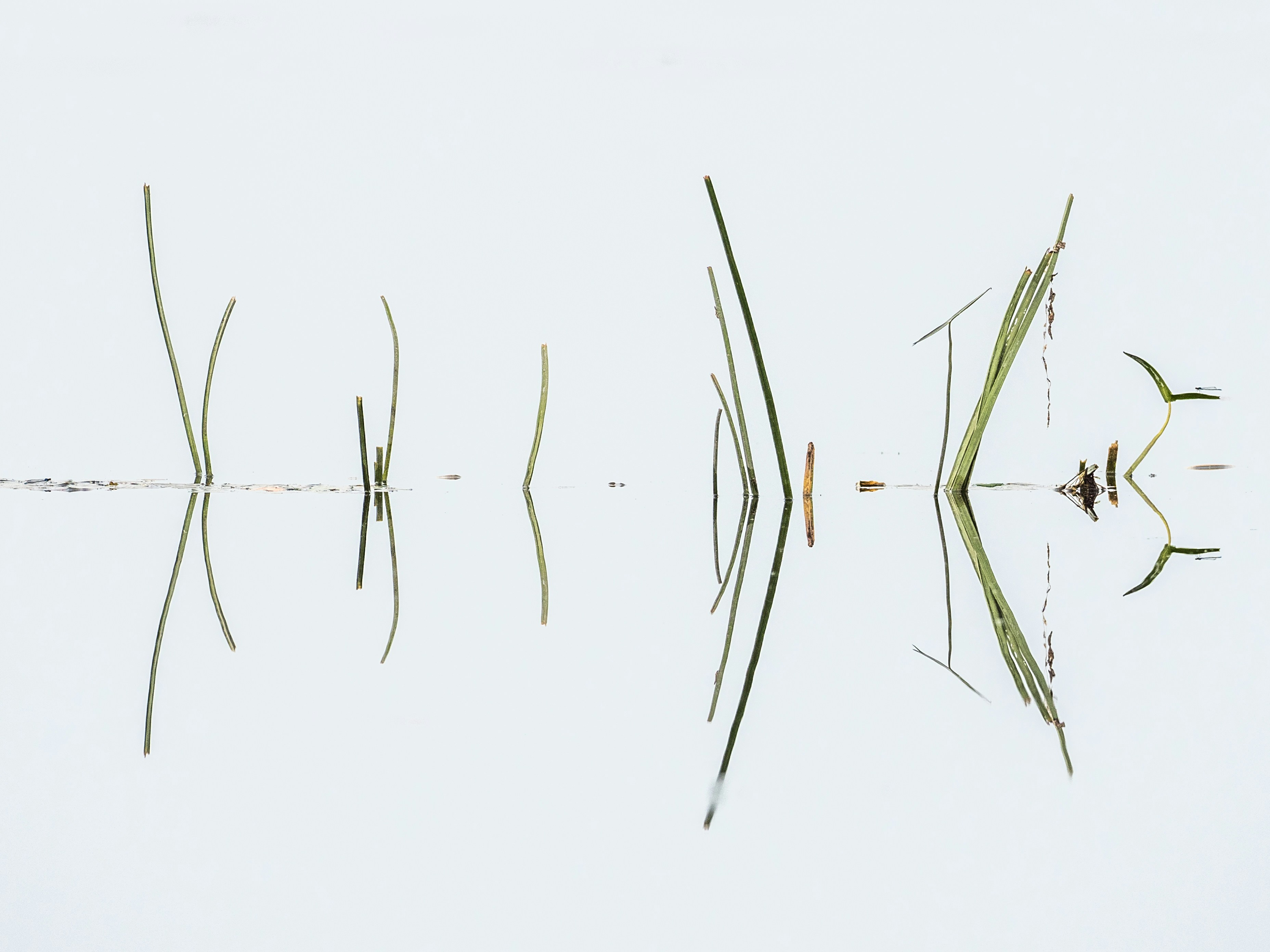 green grass on water during daytime
