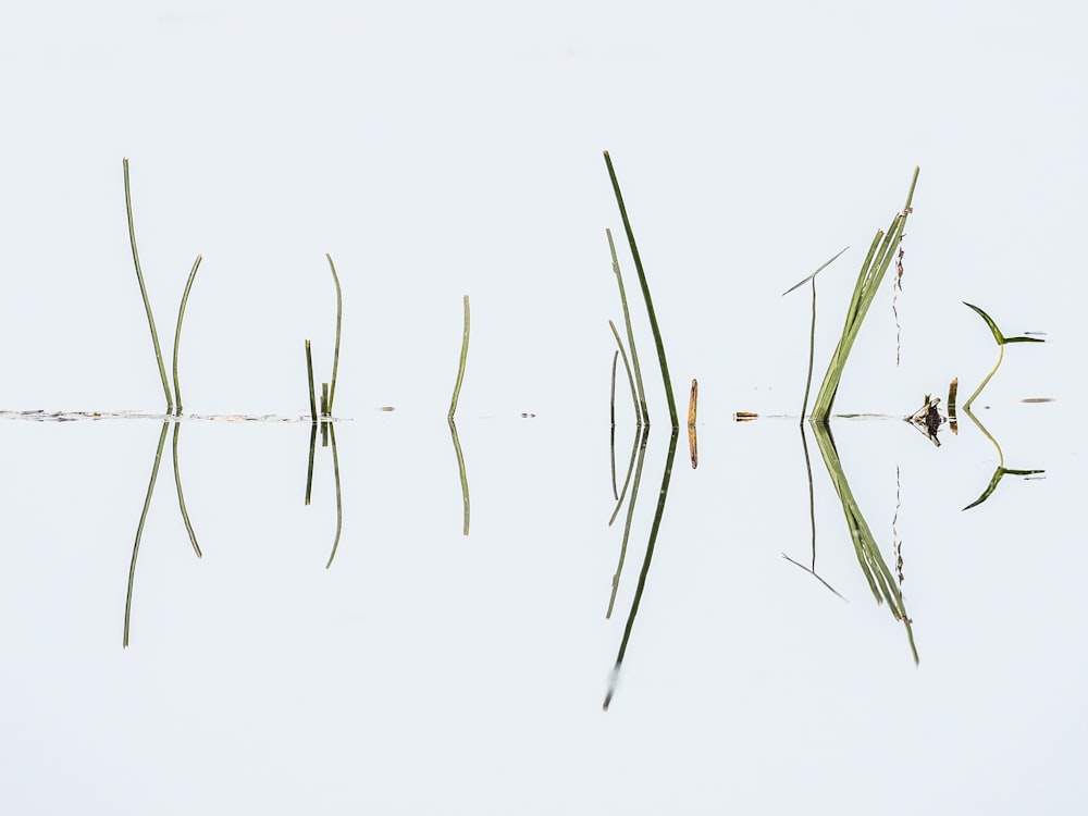 green grass on water during daytime