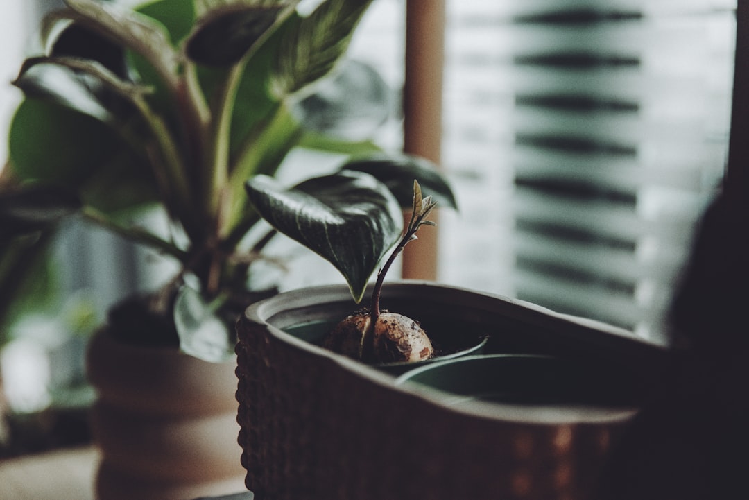 green plant on brown pot