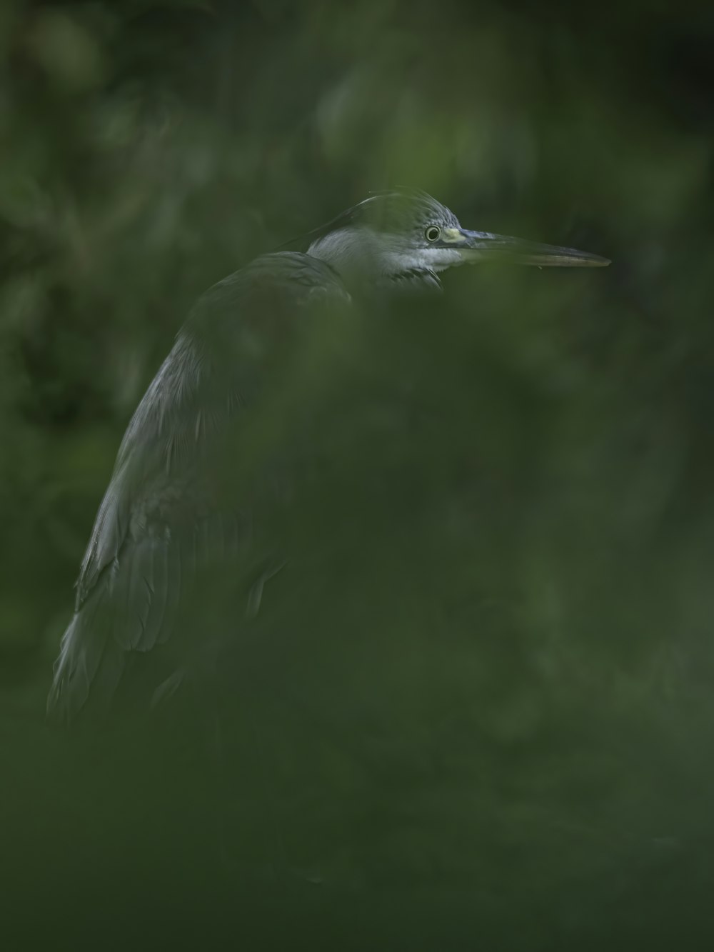 white bird on brown tree branch