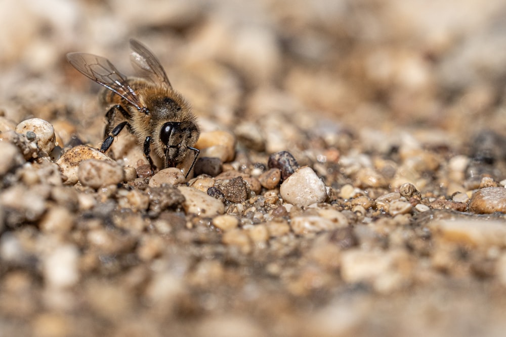 black and yellow bee on brown and black rock