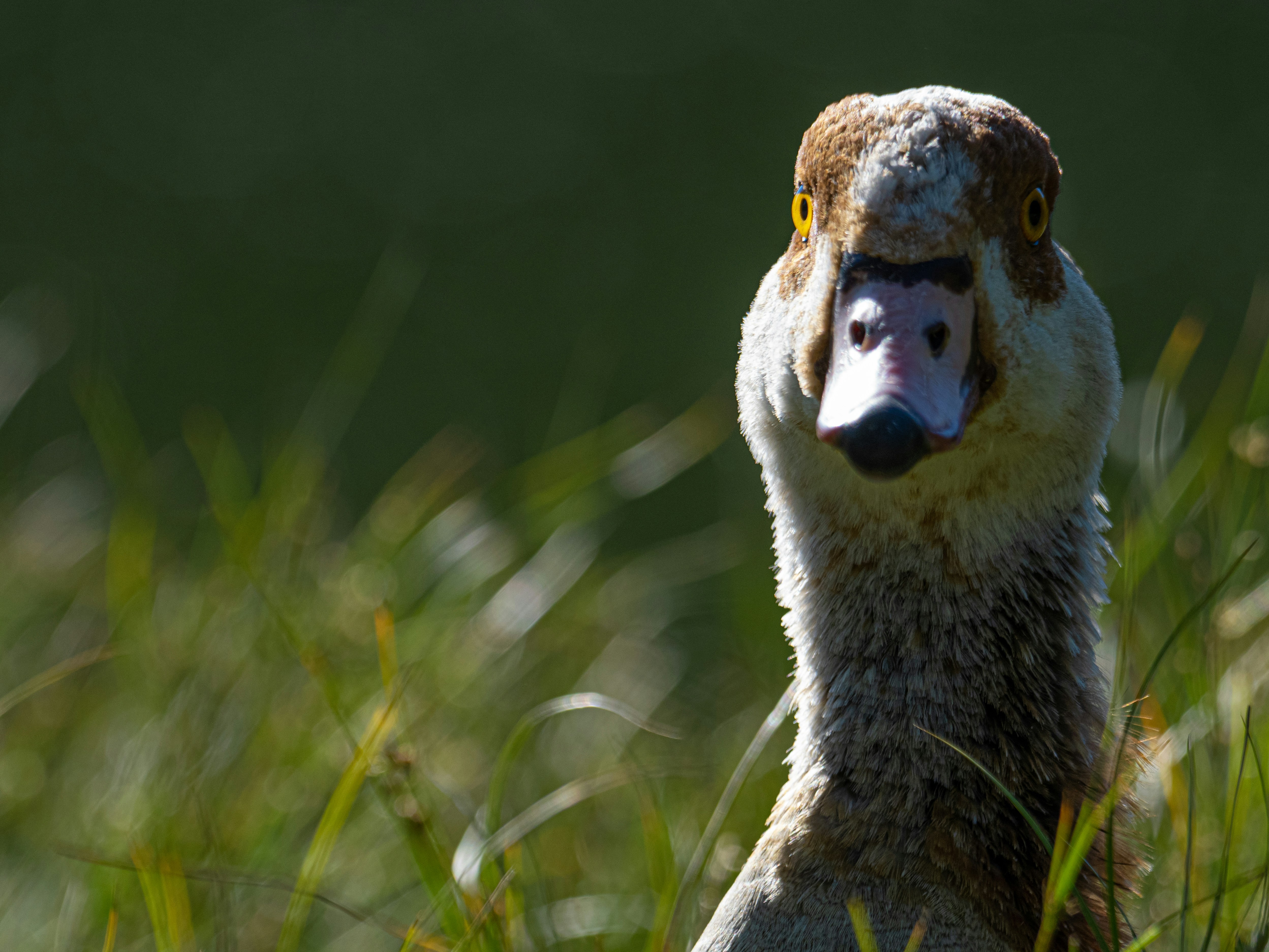 white and brown duck on green grass during daytime