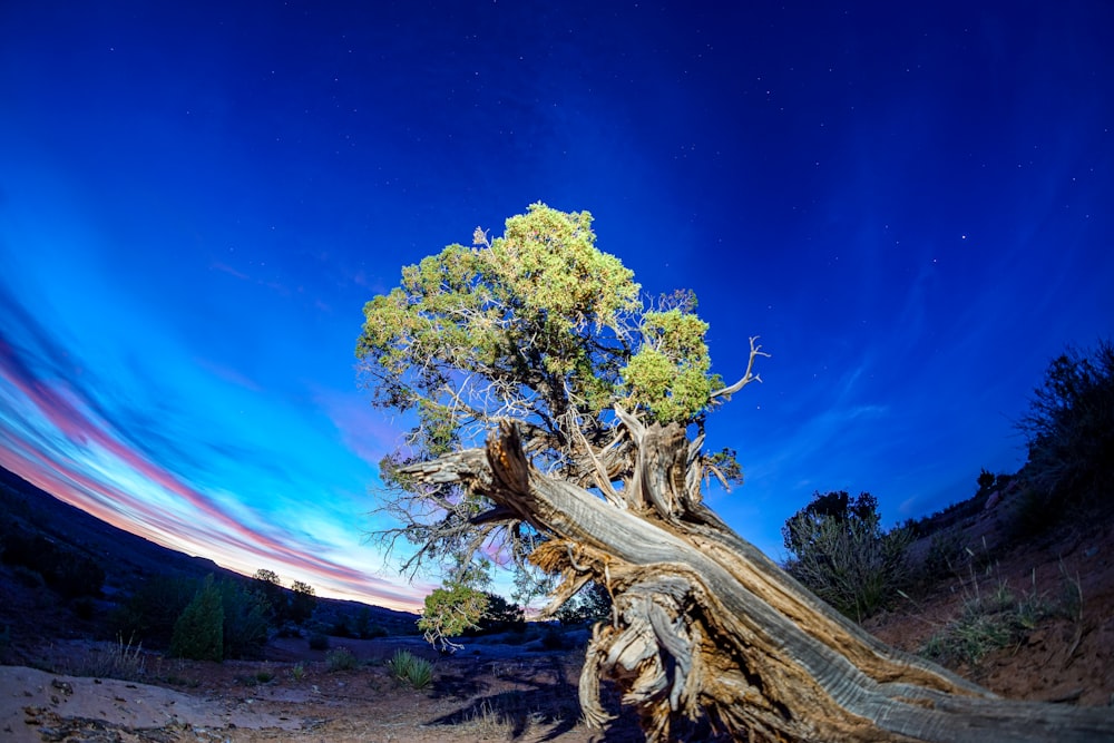 green tree under blue sky during night time