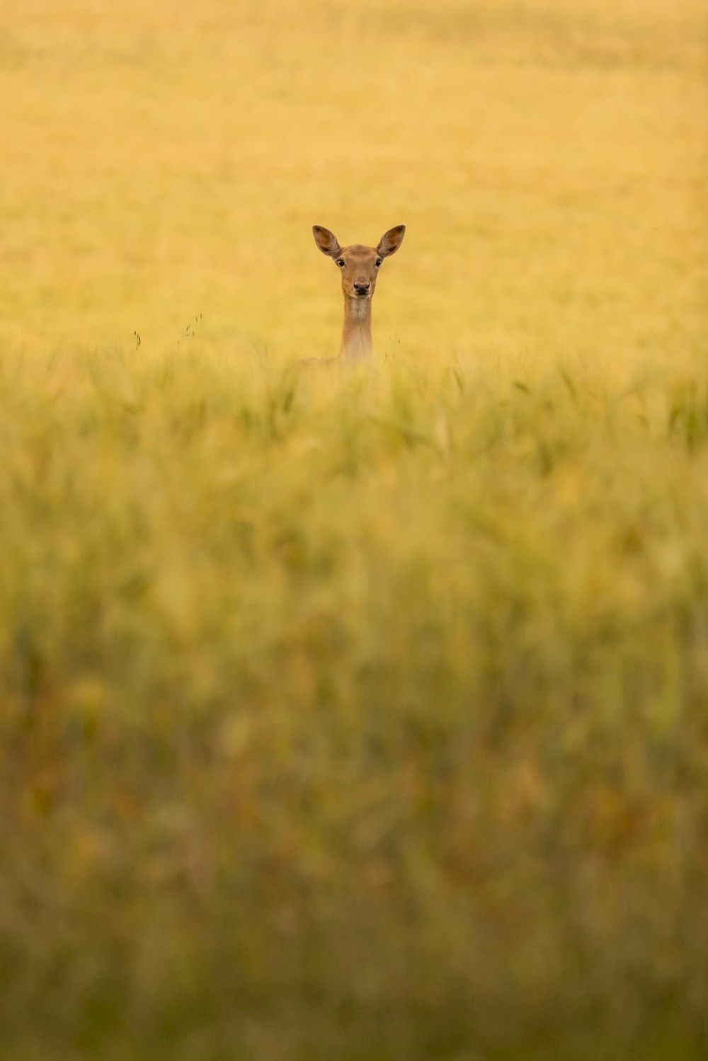 giraffe on green grass field during daytime