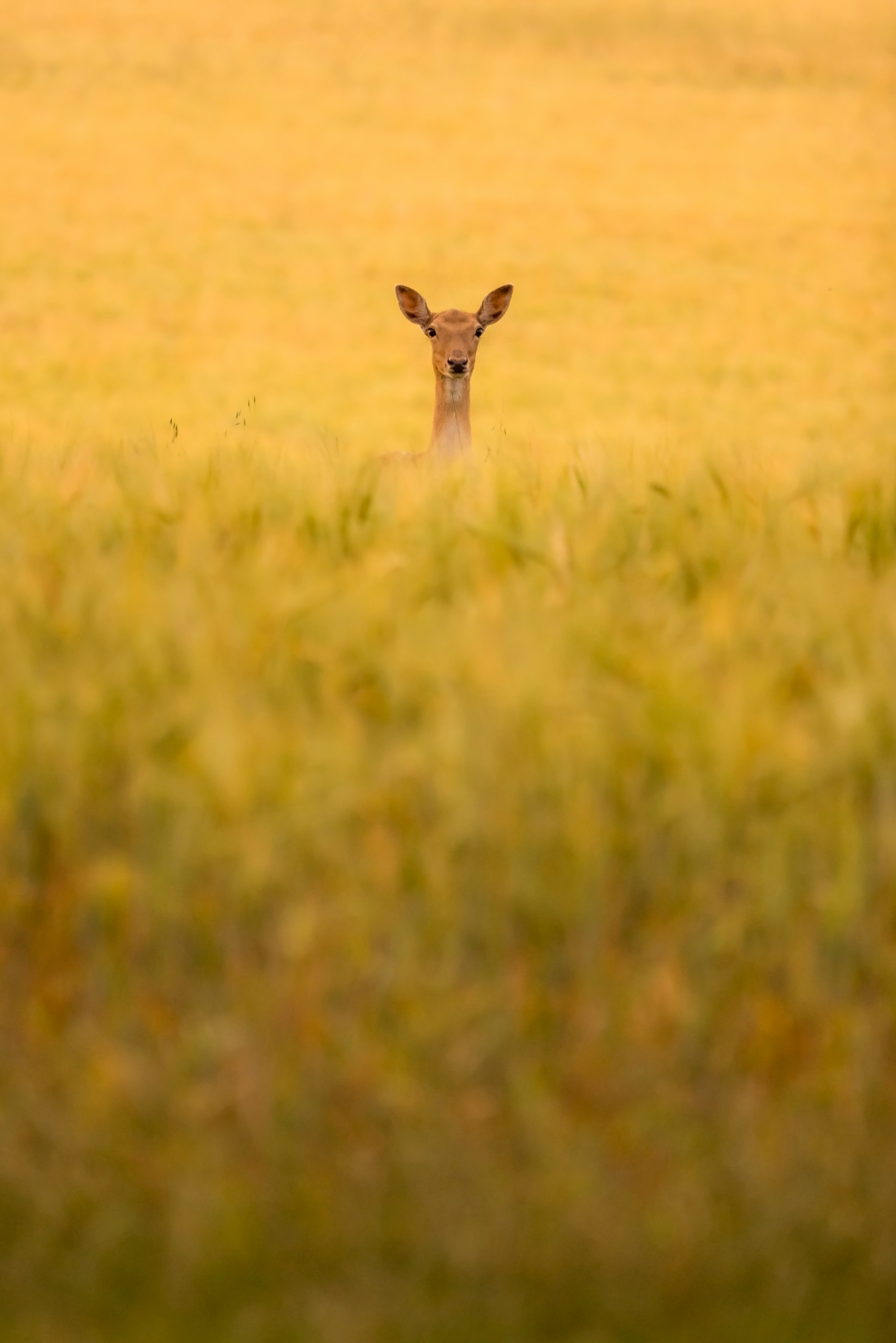 giraffe on green grass field during daytime