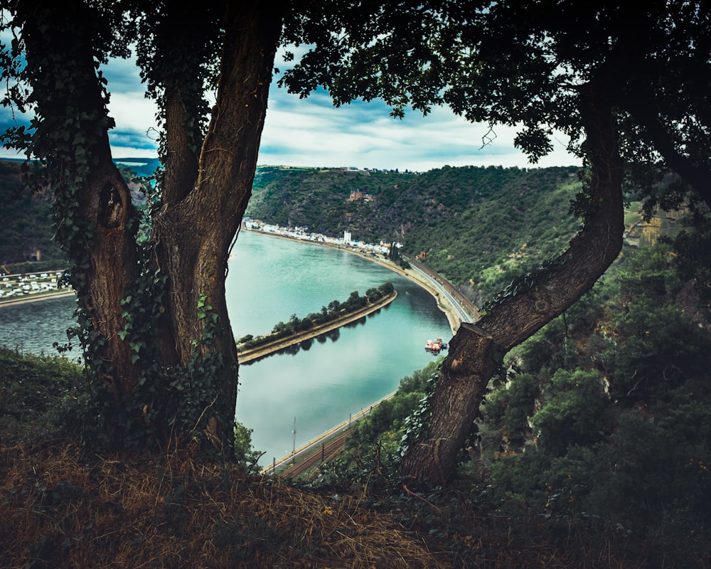 green trees near body of water under blue sky during daytime