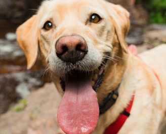 yellow labrador retriever with tongue out