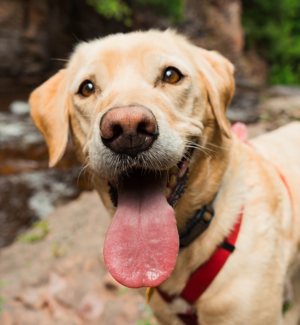 yellow labrador retriever with tongue out