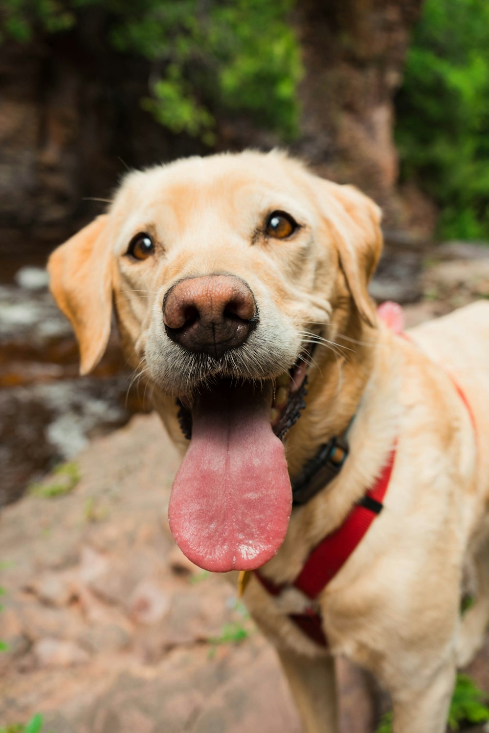 perro labrador amarillo con la lengua afuera