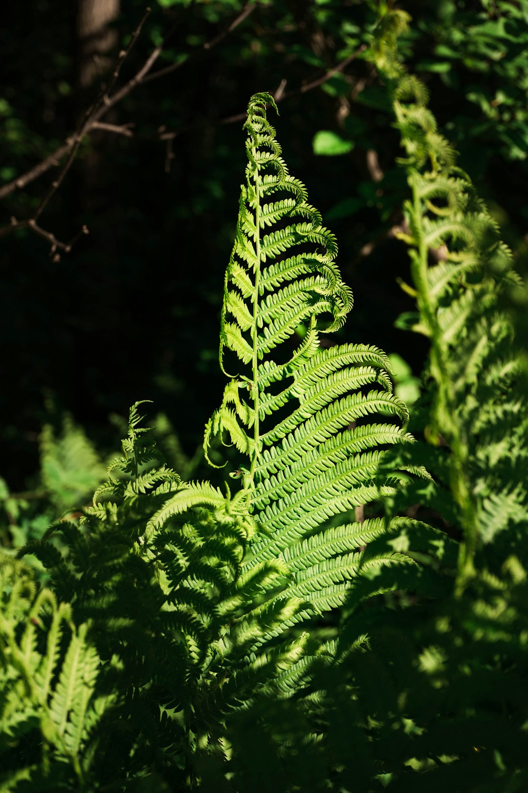 green fern plant in close up photography