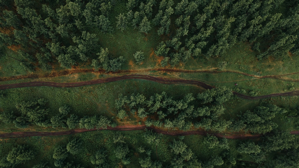 aerial view of green trees during daytime