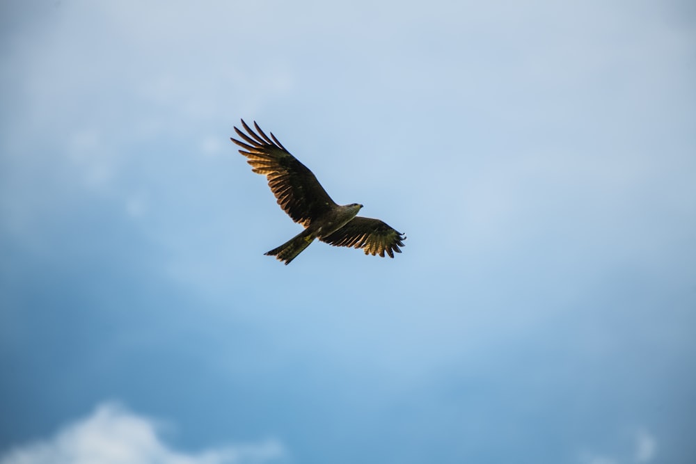 brown bird flying under white clouds during daytime