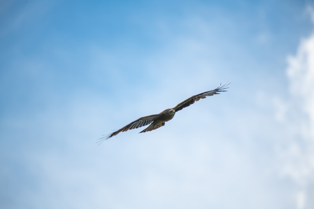 brown bird flying under blue sky during daytime