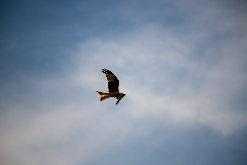 brown bird flying under white clouds during daytime