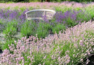 A serene garden with light purple and blue flowers framing a bench, suggesting a peaceful place to write and reflect.